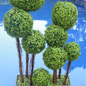 Arbolitos de follaje Decorativo