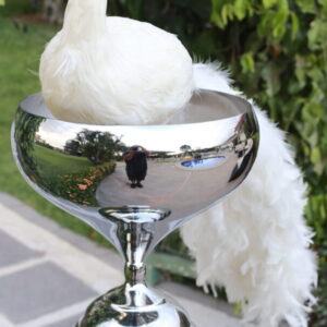 Adorno -Pavo Real